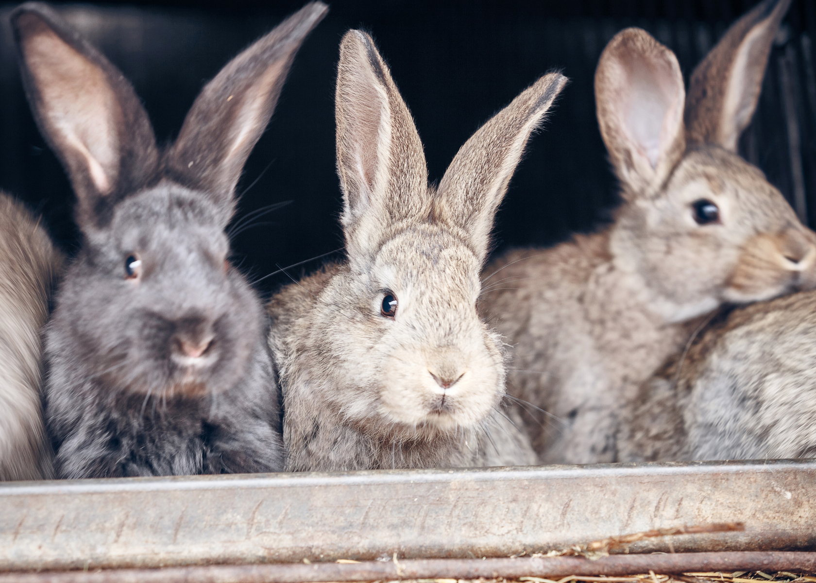 Meat Rabbits 101 – Mother Earth News